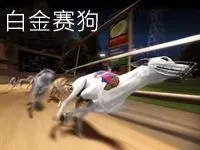 白金赛狗